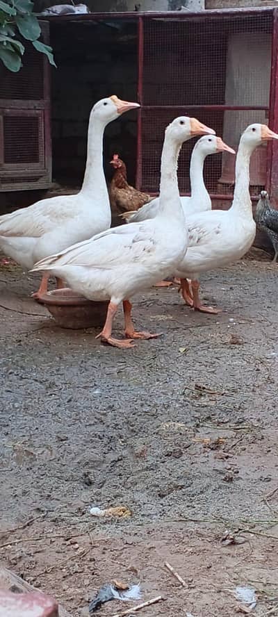 Ducks g00d and healthy 4 pixe
