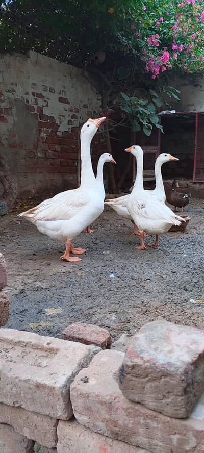 Ducks g00d and healthy 4 pixe
