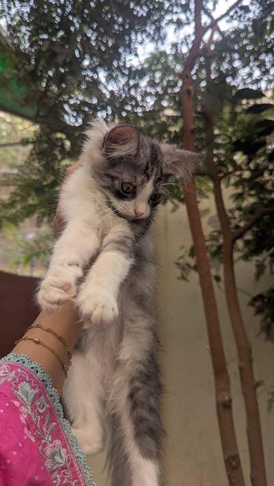kittens for sale