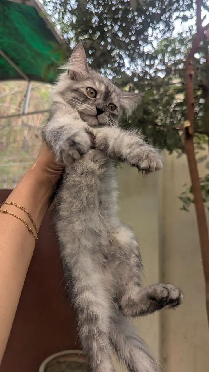 kittens for sale — photo 2