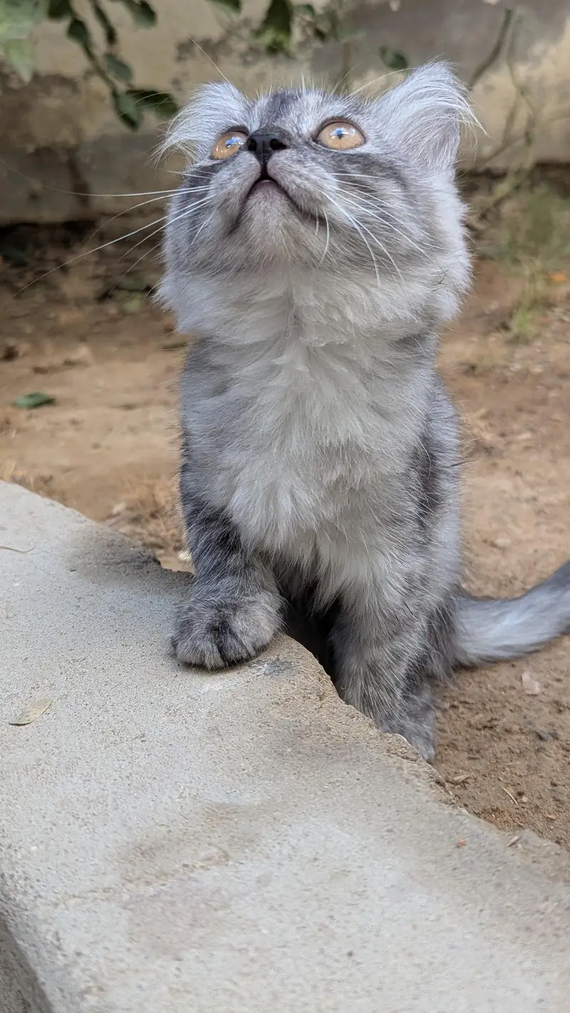 kittens for sale — photo 4