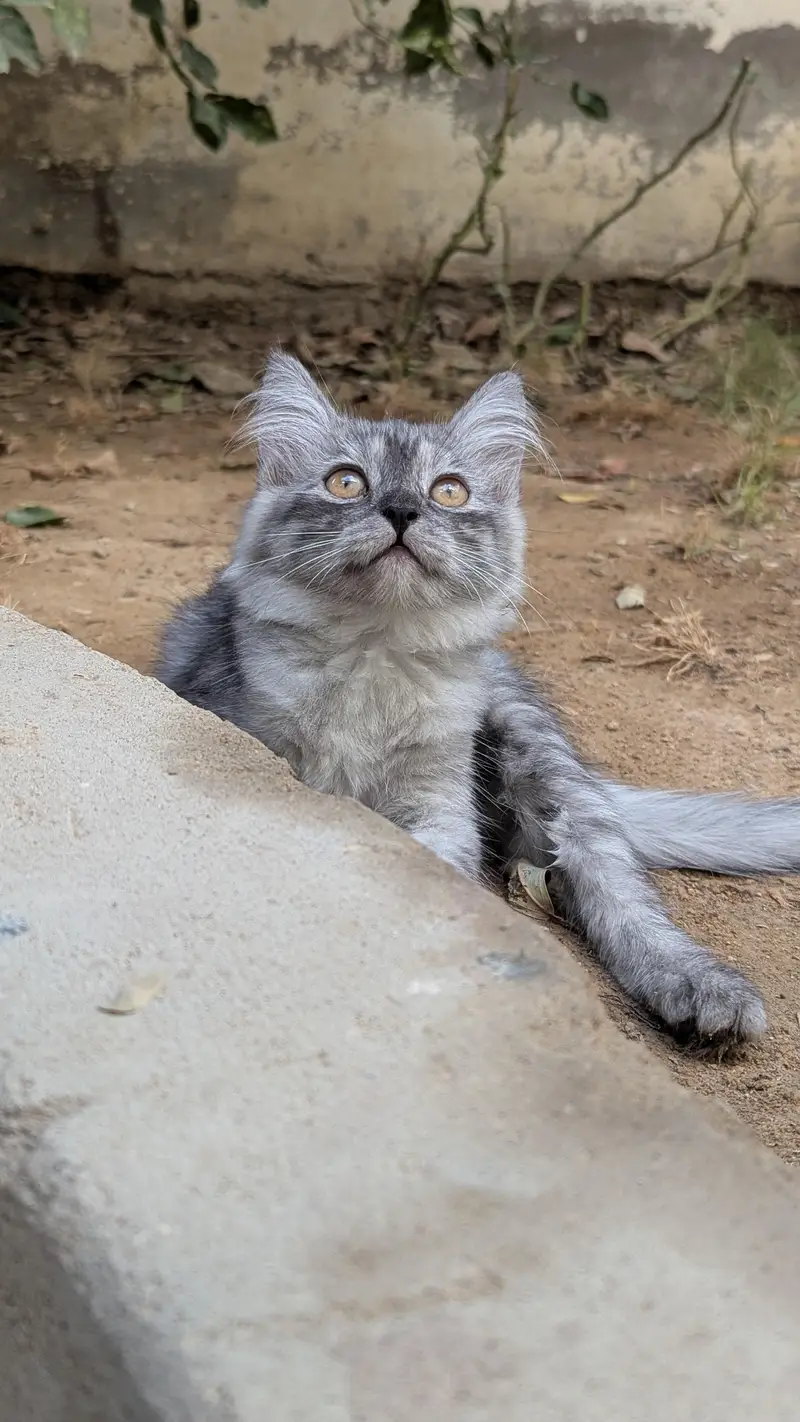 kittens for sale — photo 5