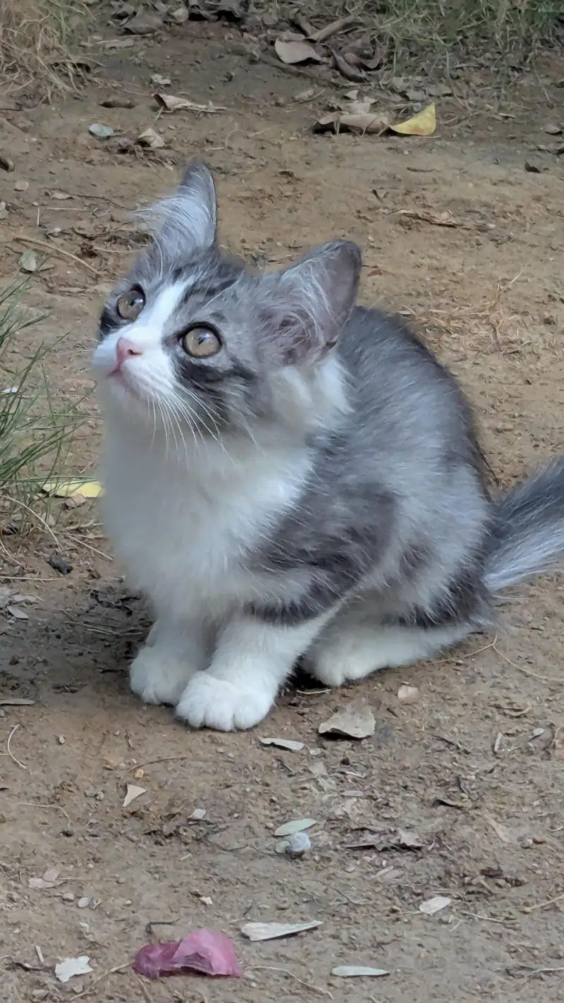 kittens for sale — photo 6