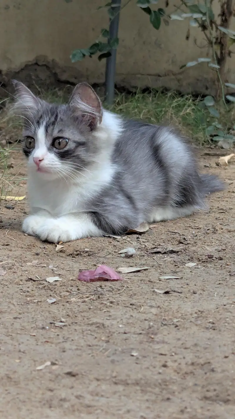 kittens for sale — photo 7