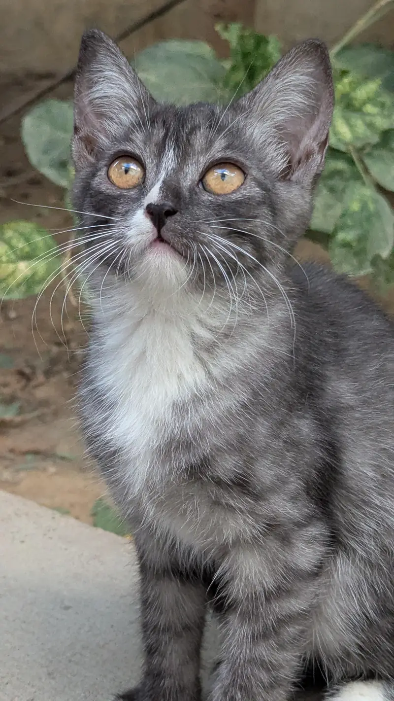 kittens for sale — photo 8