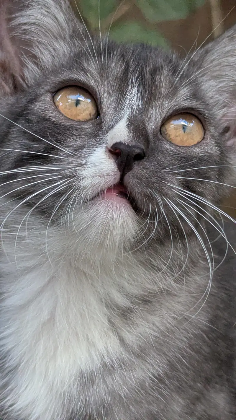 kittens for sale — photo 9