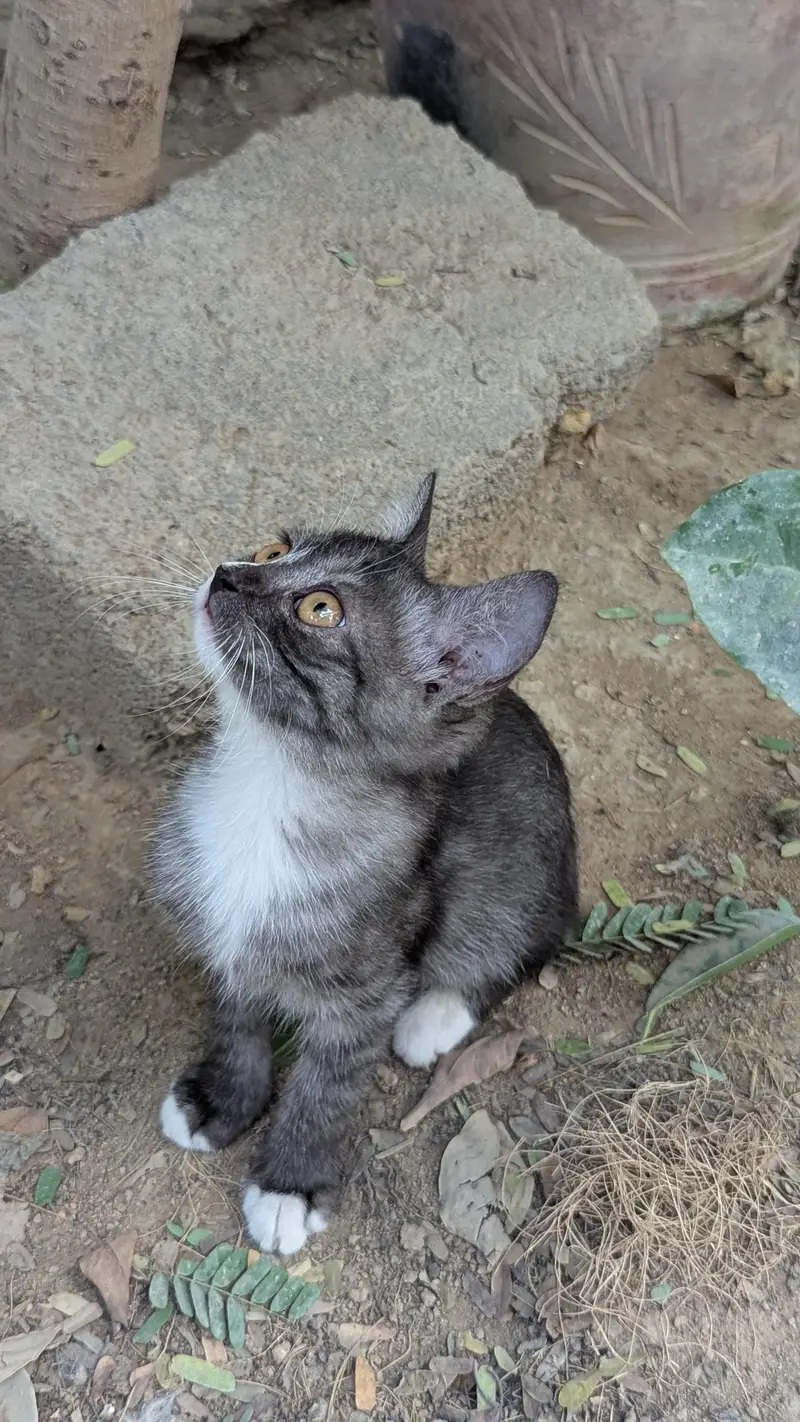kittens for sale — photo 10