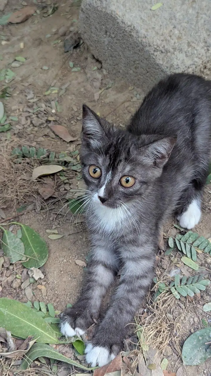 kittens for sale — photo 11