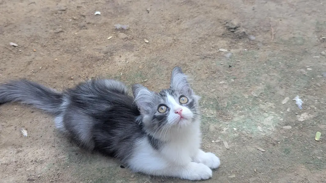 kittens for sale — photo 12