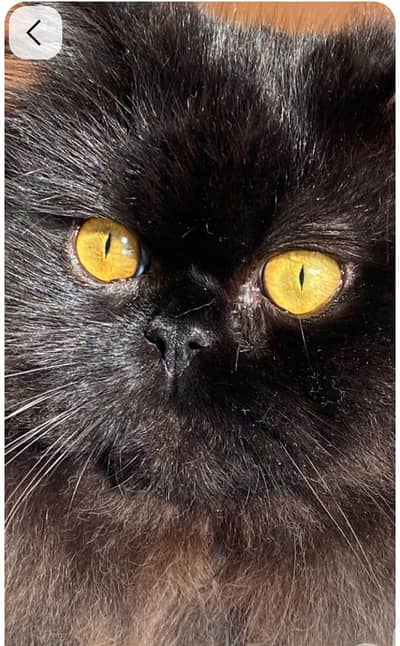 black male cat urgent sale