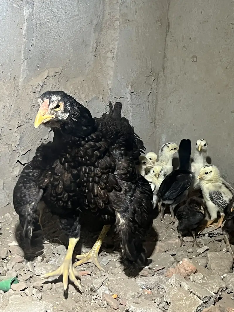 Bachyy available hain. For sale — photo 2