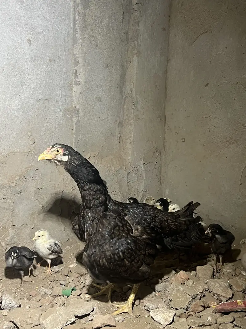 Bachyy available hain. For sale — photo 3