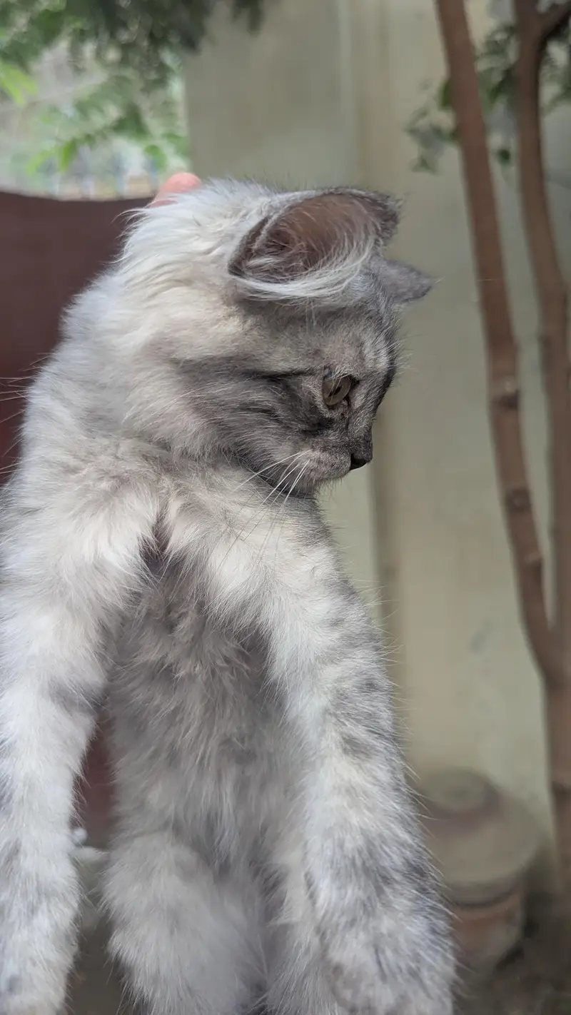 kittens for sale — photo 3