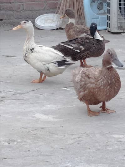 duck for sale