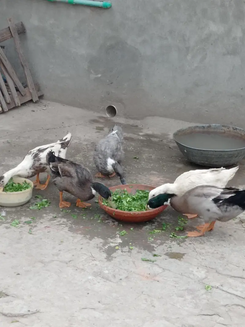 duck for sale — photo 2