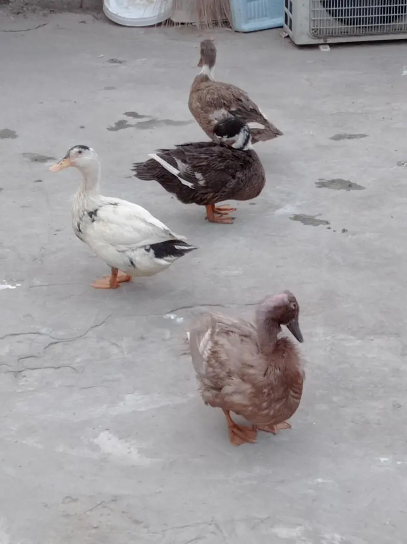 duck for sale — photo 3