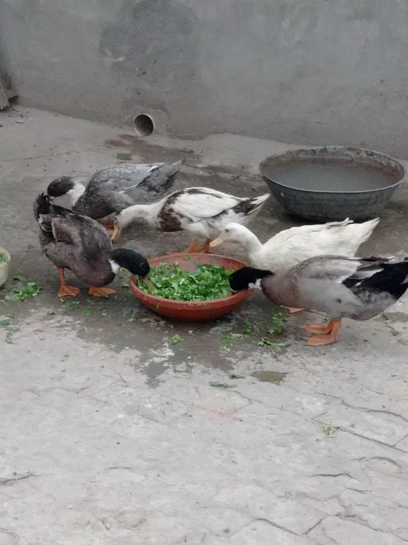 duck for sale — photo 4