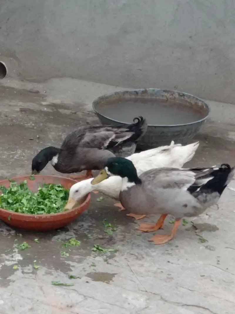 duck for sale — photo 5