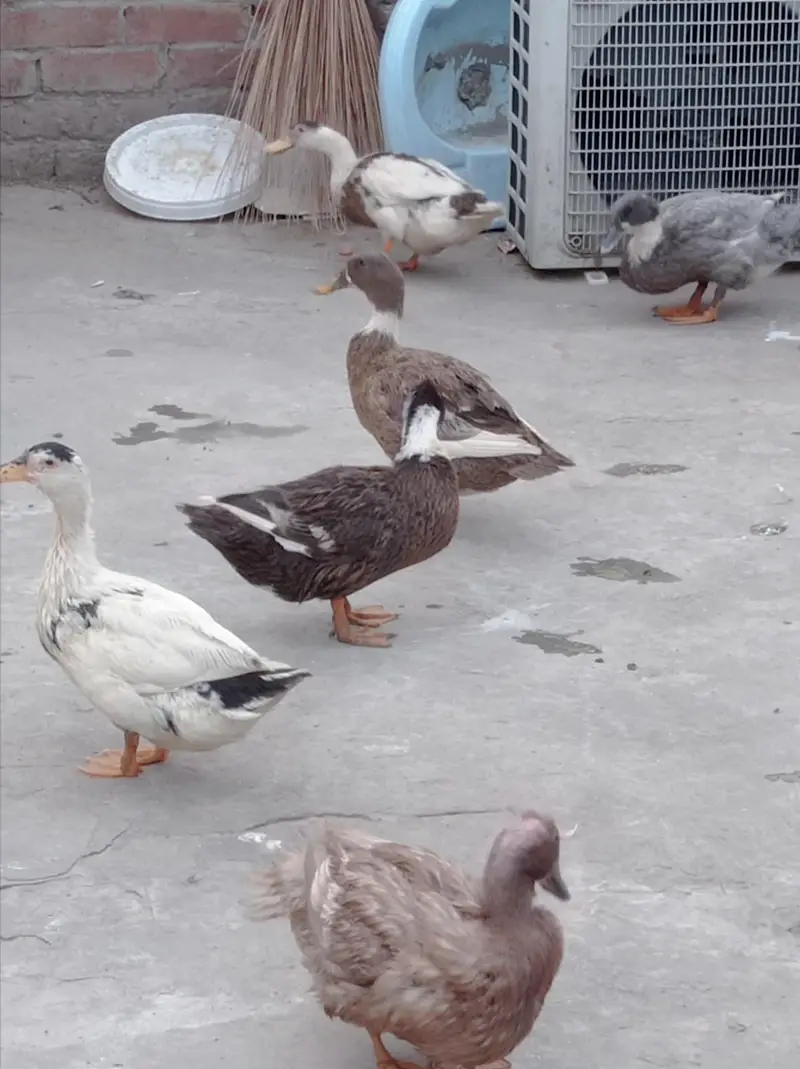 duck for sale — photo 6