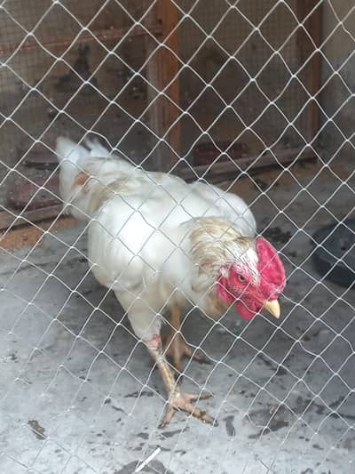 Heara Murgha for sale