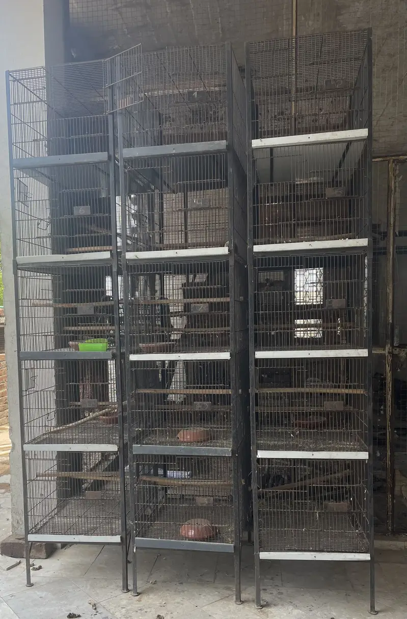 Birds Cage | Love Birds Cages | Cage For Birds | Foldable Cage |Urgent — photo 3