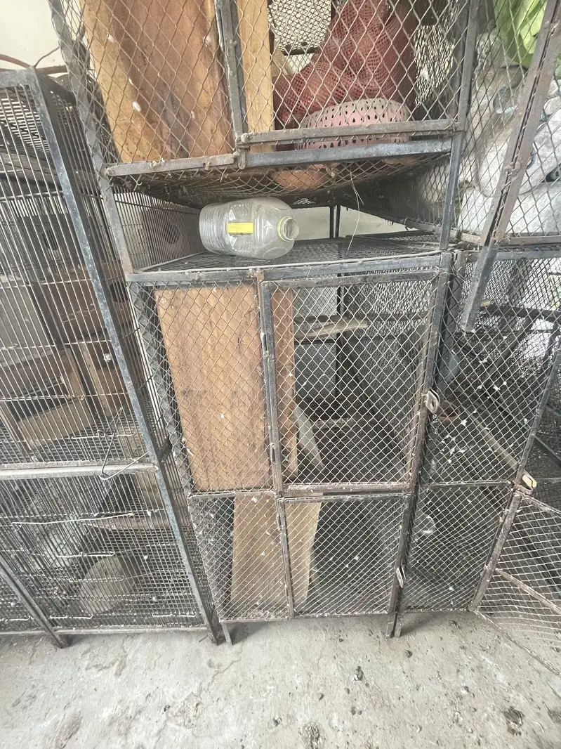 Birds Cage | Love Birds Cages | Cage For Birds | Foldable Cage |Urgent — photo 10