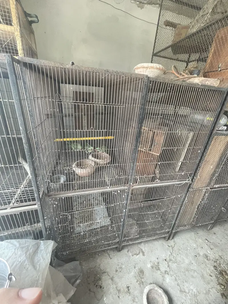 Birds Cage | Love Birds Cages | Cage For Birds | Foldable Cage |Urgent — photo 11