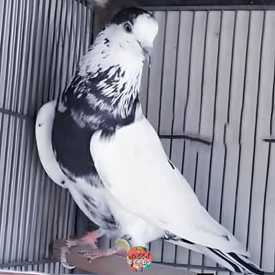 35 Wala (Taweez Wala) Male & Silver Bajrai Male And Pathay For Sale