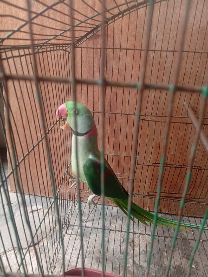 beautiful 0