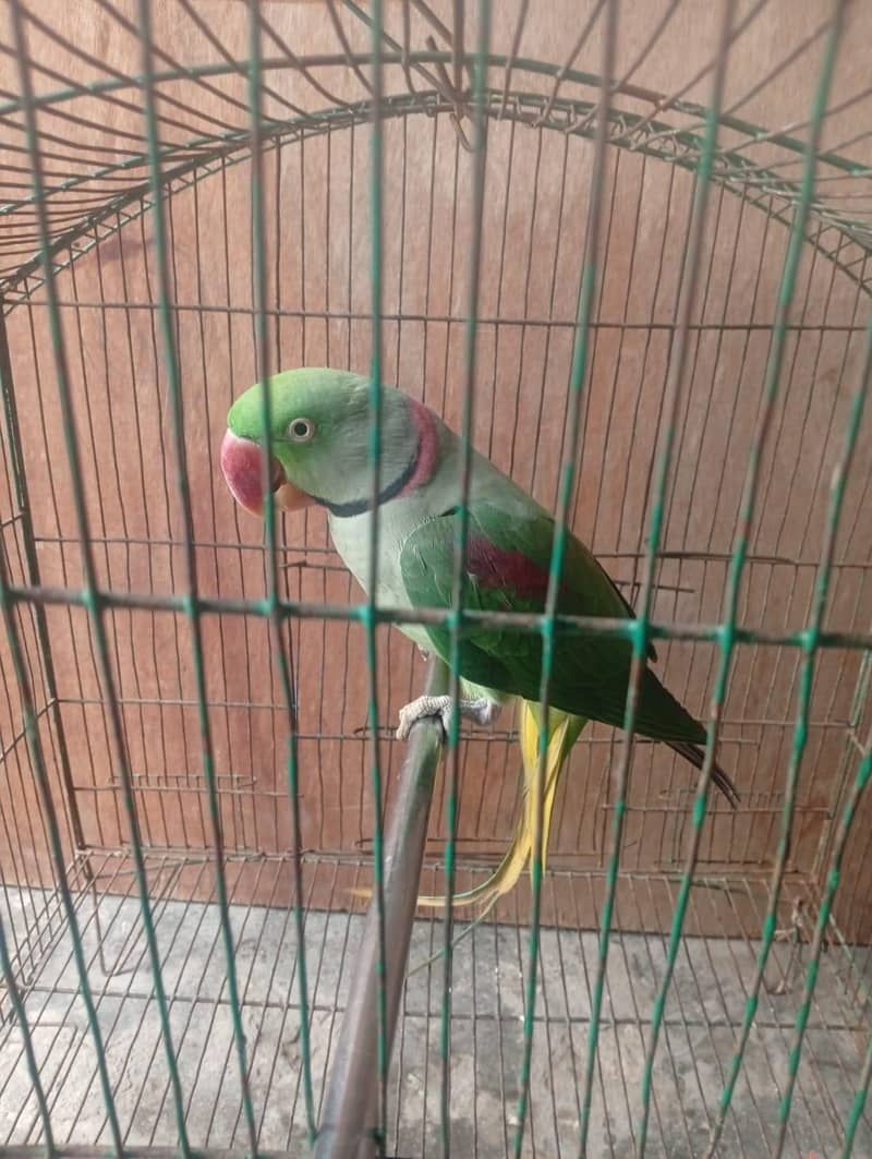 beautiful 1