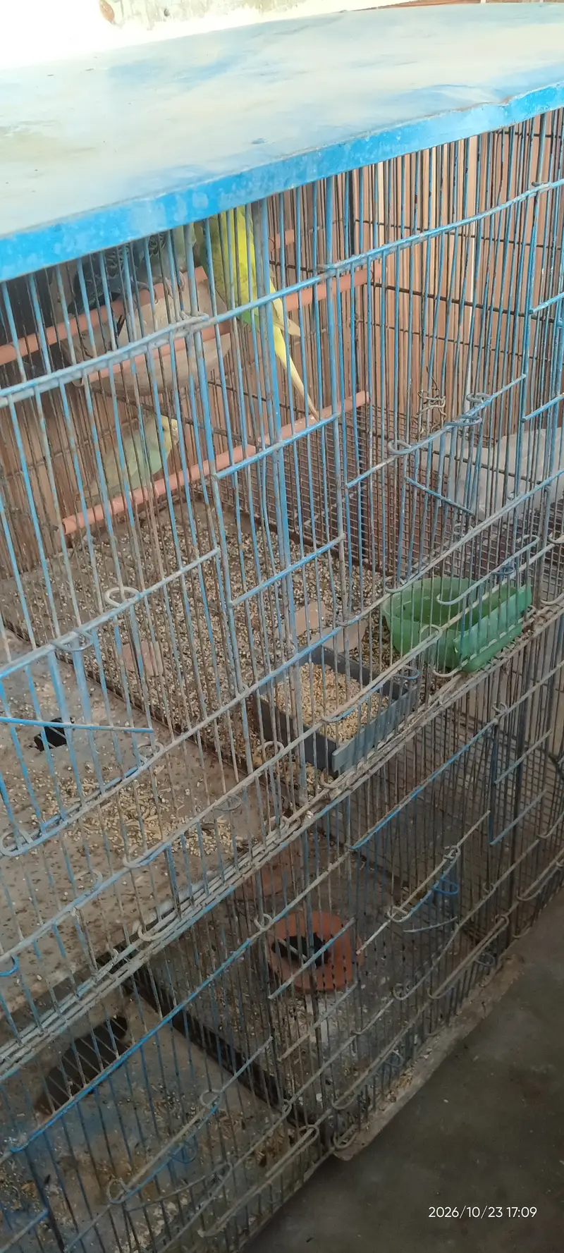 6 homes cage for sale only 6000 with 5 parrot — photo 2