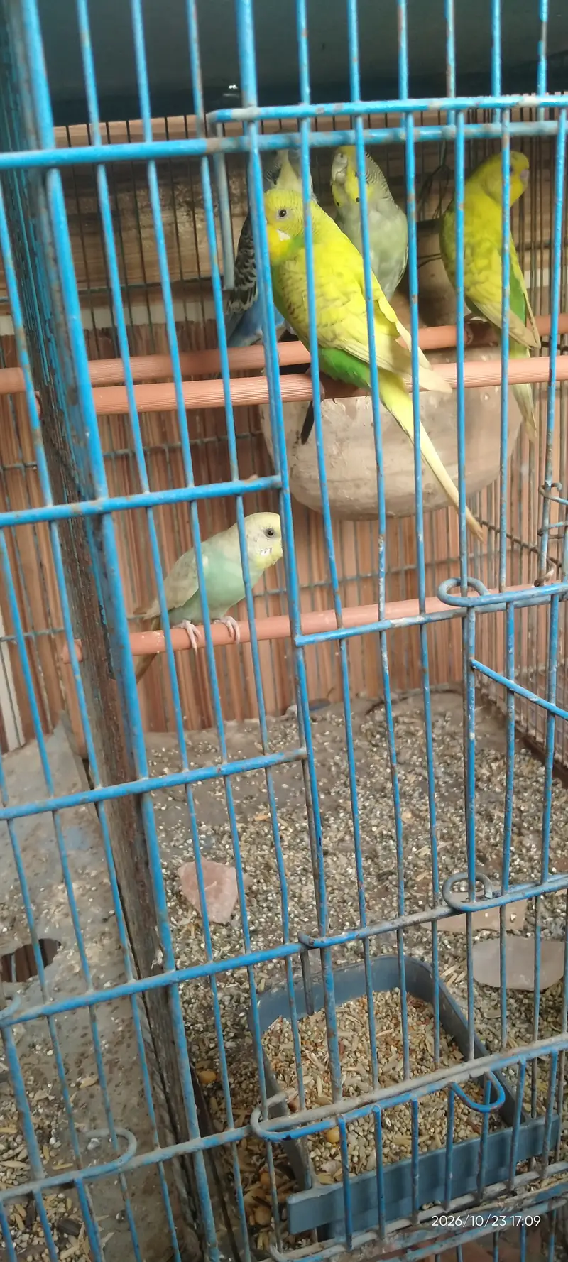 6 homes cage for sale only 6000 with 5 parrot — photo 3
