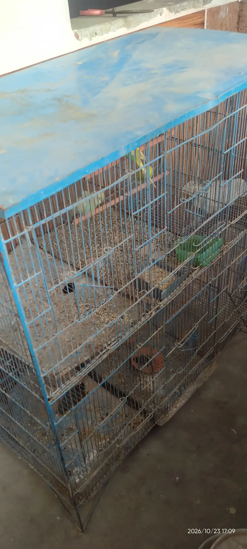 6 homes cage for sale only 6000 with 5 parrot — photo 4