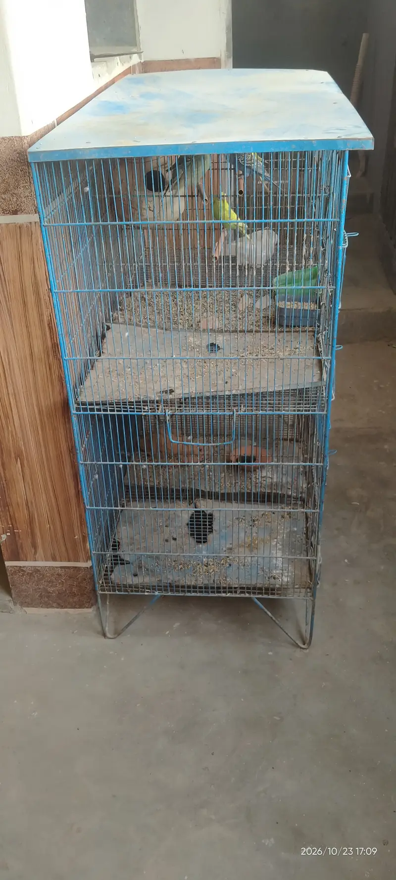 6 homes cage for sale only 6000 with 5 parrot — photo 5
