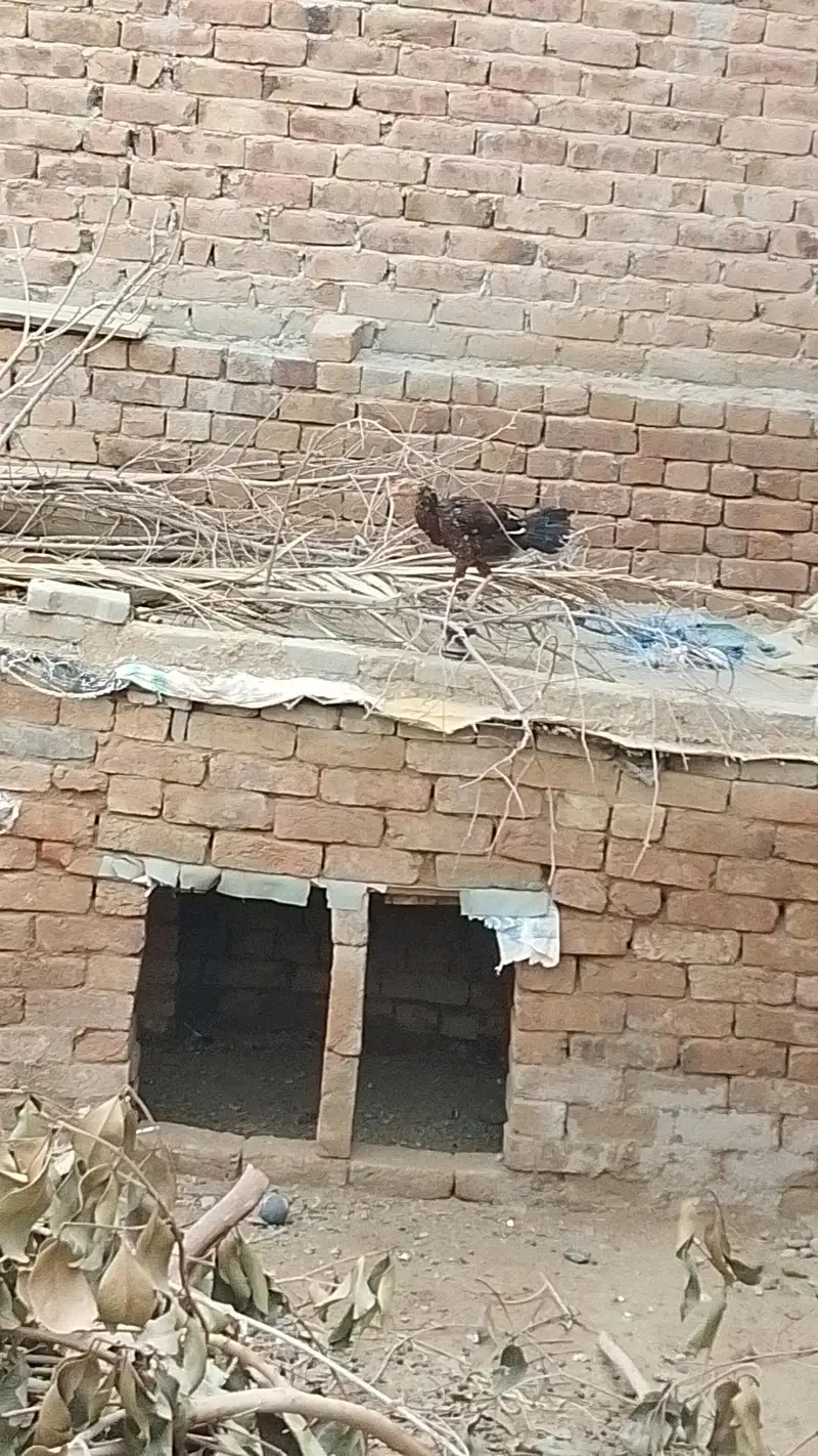 Aseel Murga Murgi — photo 2