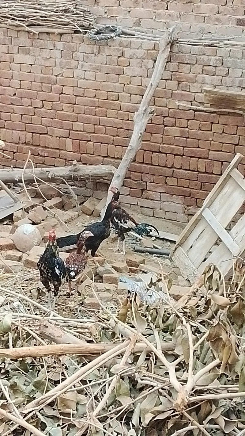 Aseel Murga Murgi — photo 3