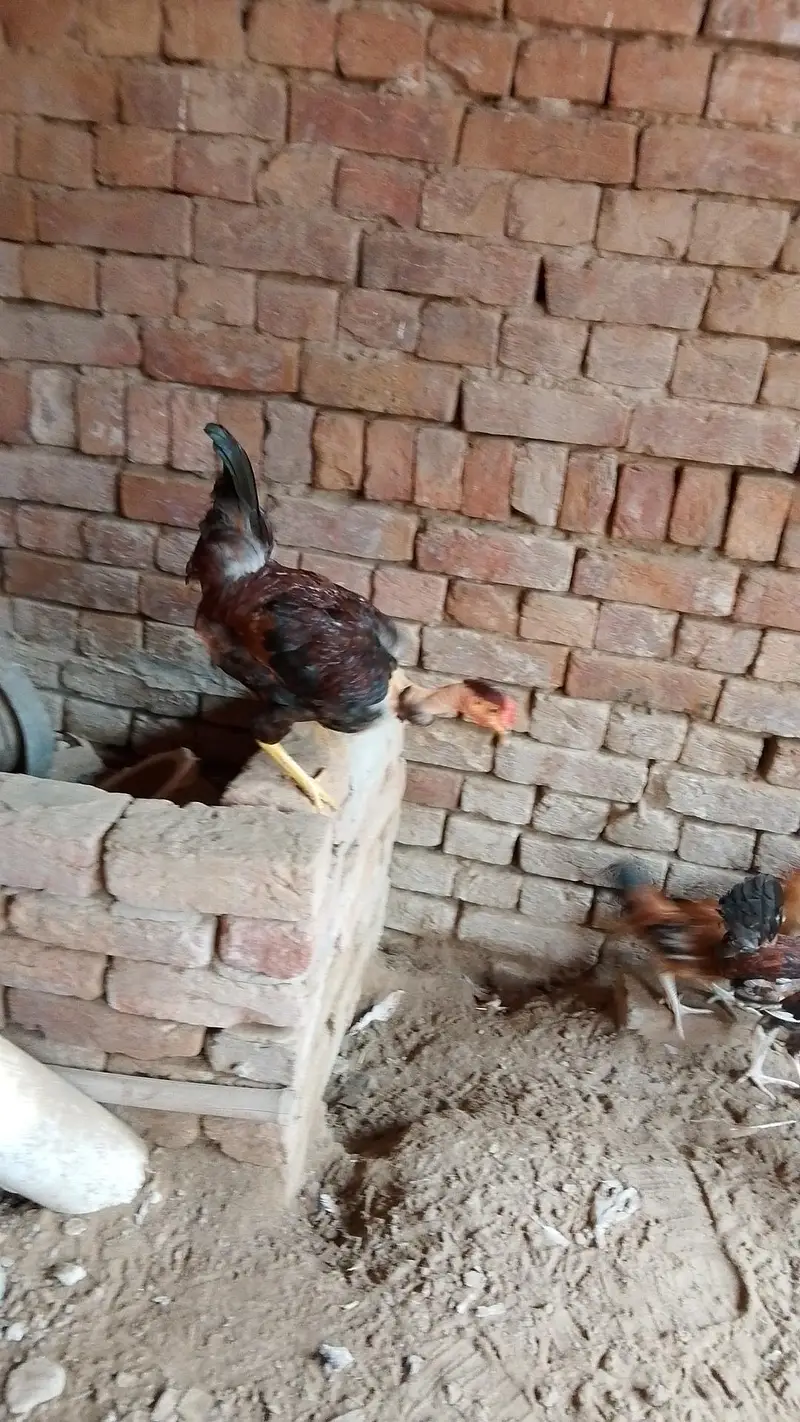 Aseel Murga Murgi — photo 4