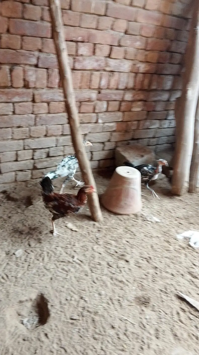 Aseel Murga Murgi — photo 5