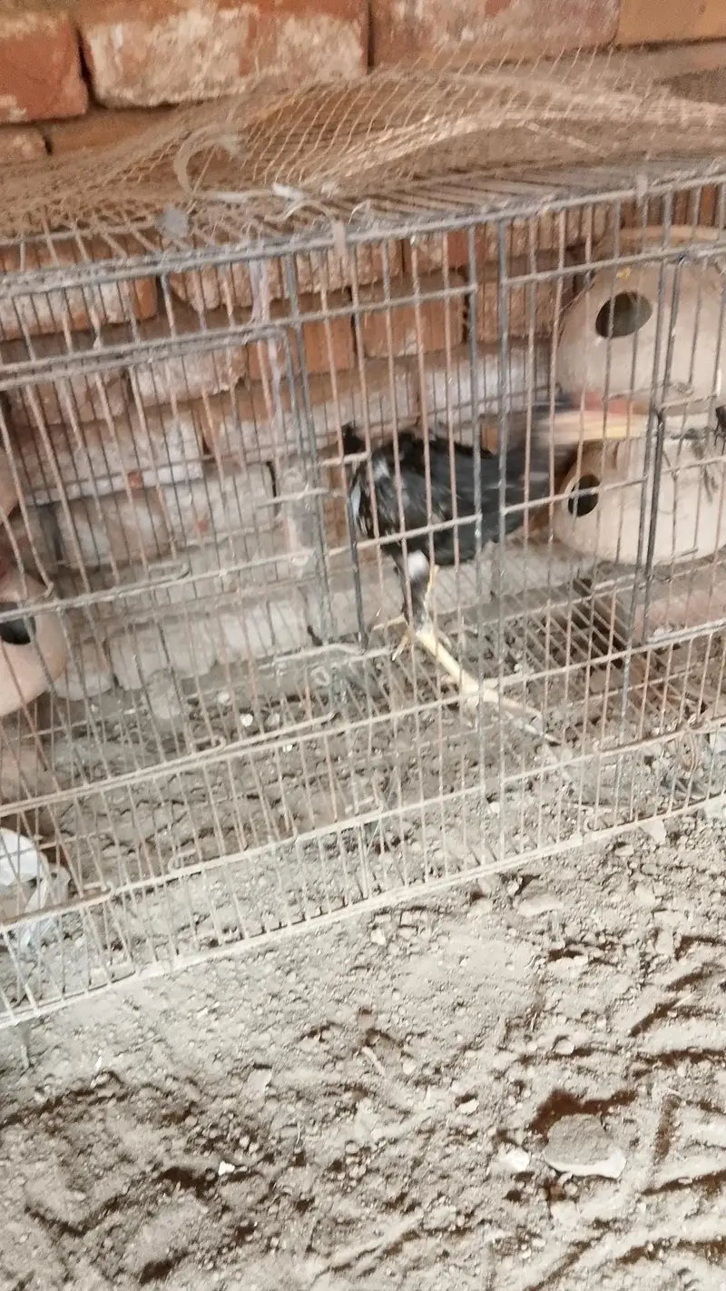 Aseel Murga Murgi — photo 8