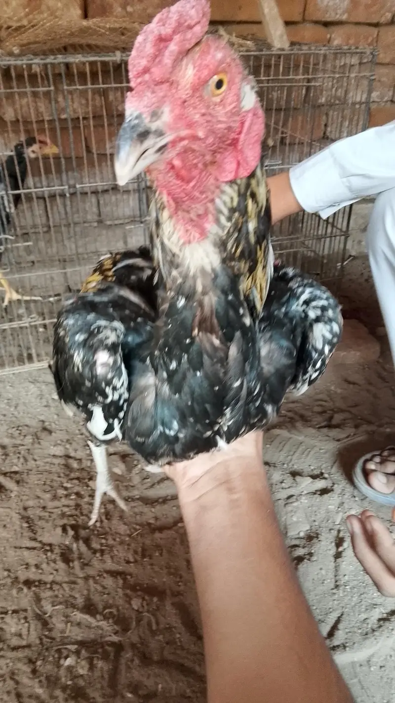 Aseel Murga Murgi — photo 10