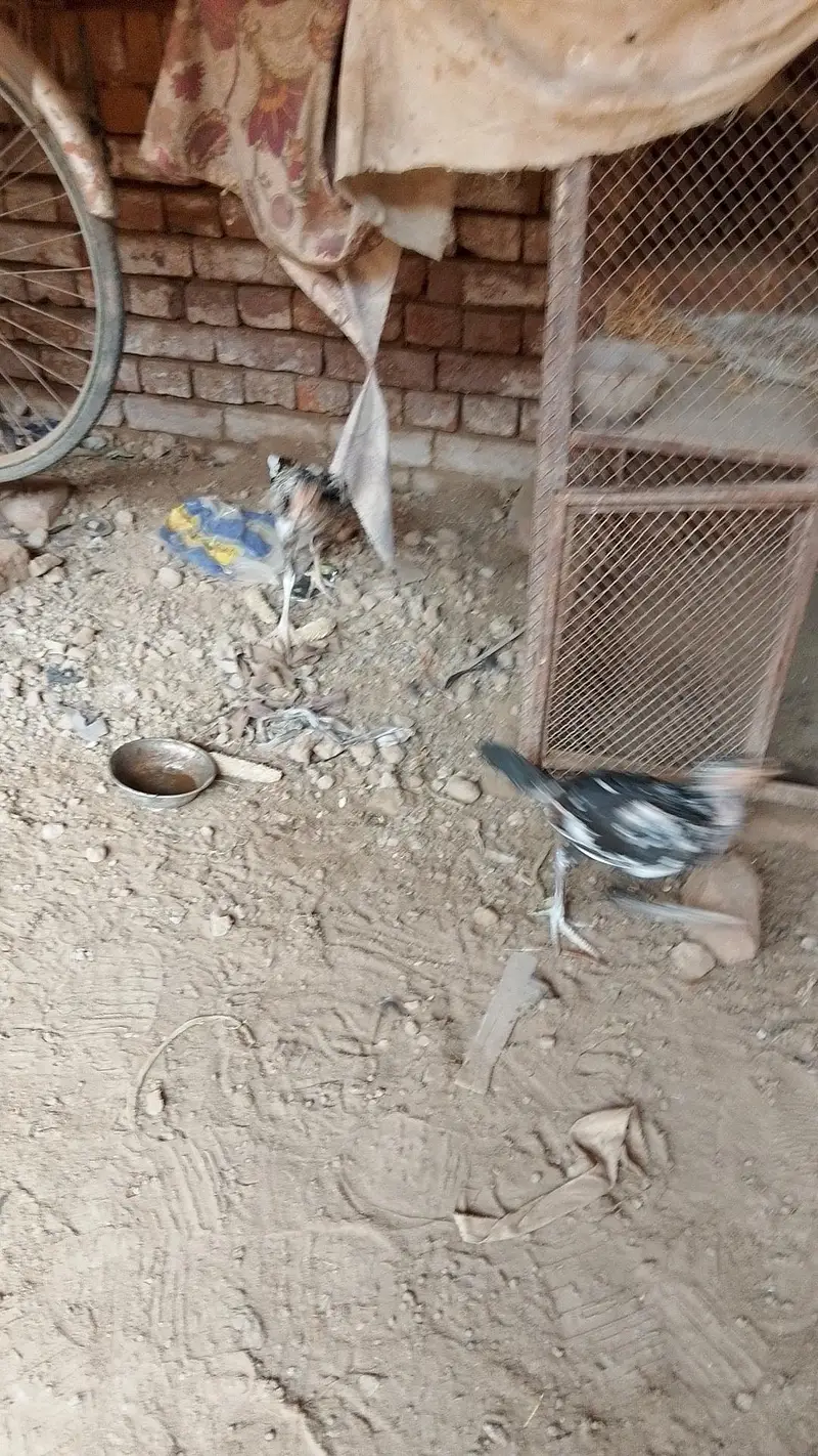 Aseel Murga Murgi — photo 11