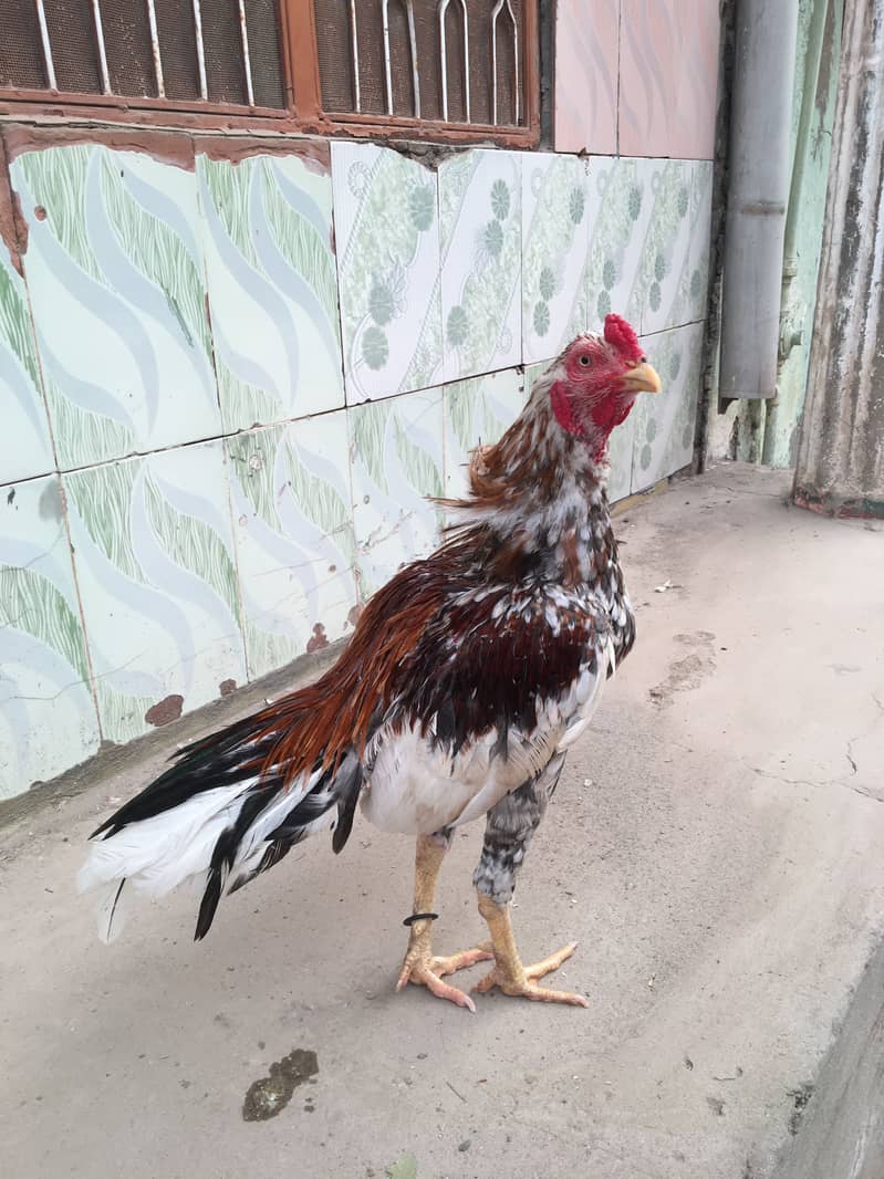 Home breed chena patha 0