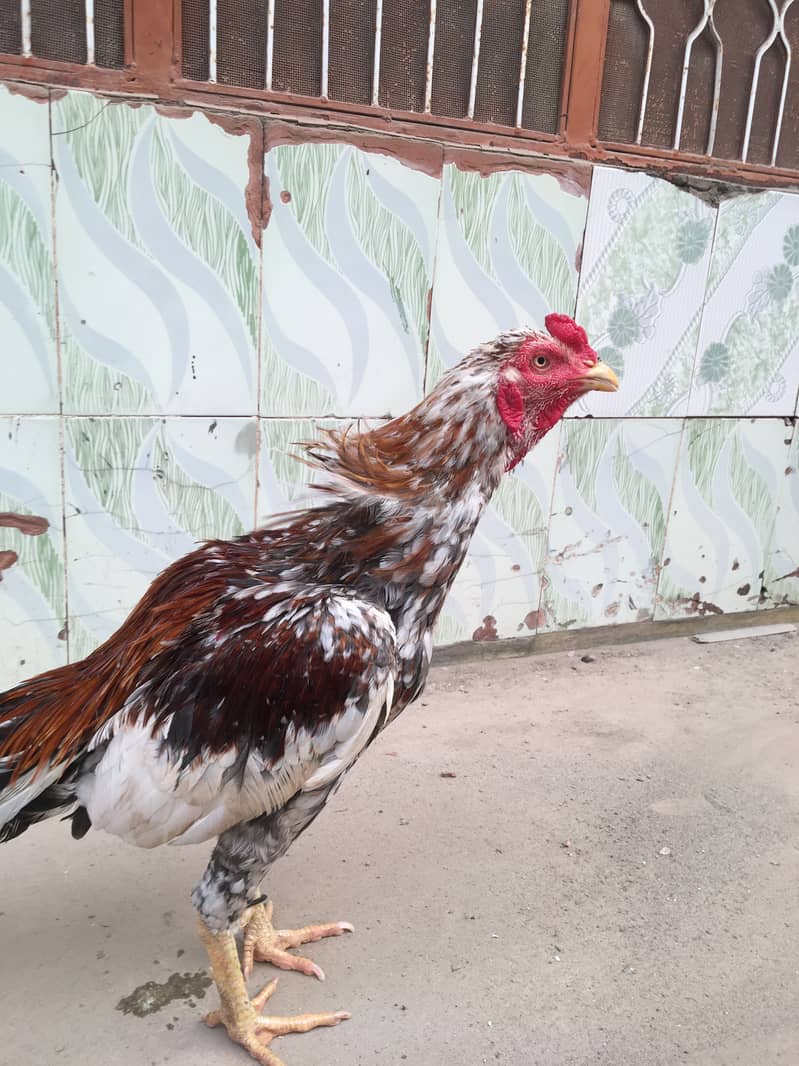 Home breed chena patha 1
