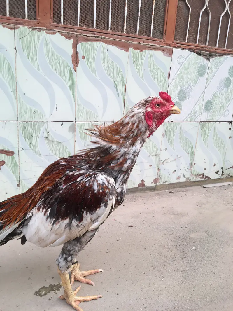 Home breed chena patha — photo 2