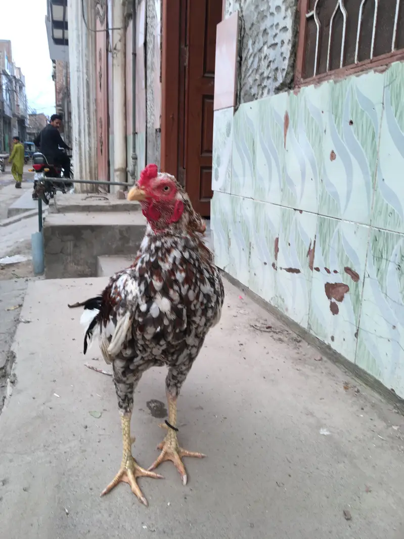 Home breed chena patha — photo 3