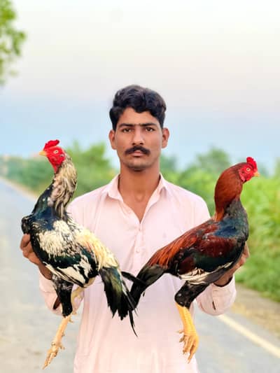 aseelmianwali