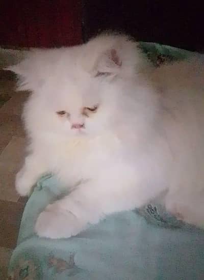 Show Class Triple coat Breeder Male Persian