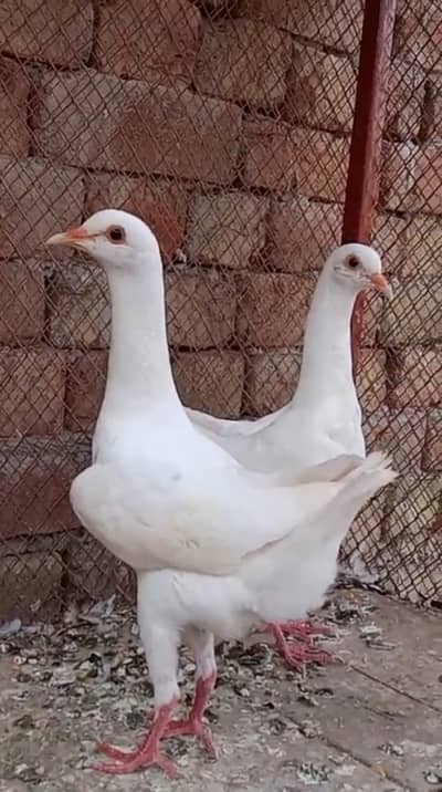 Maltese pigeon