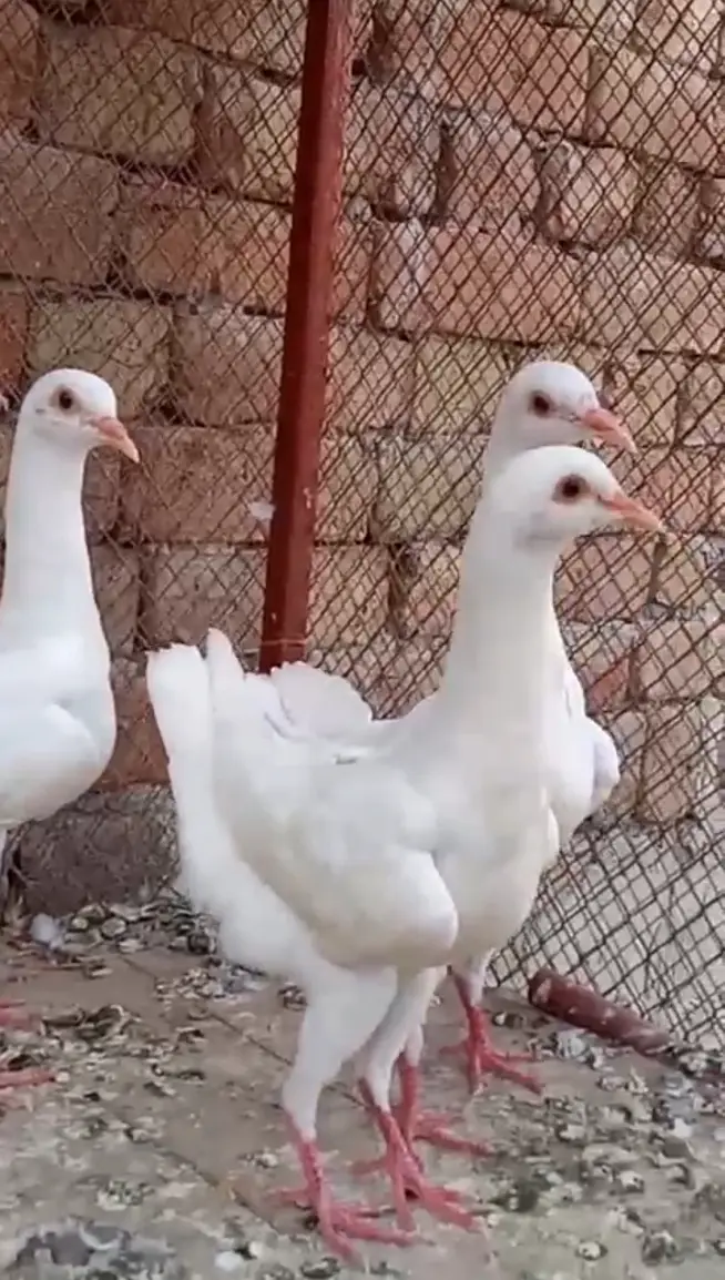 Maltese pigeon — photo 2