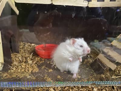 syrian hamster for sell